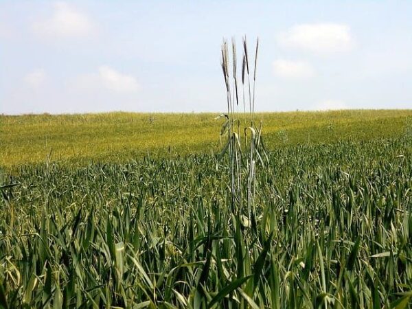 Tolérance Elixirs floraux thématiques